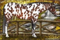 Horse Color:Bay Near Leopard 