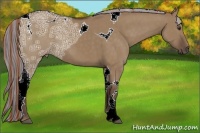 Horse Color:Painted Liver Red Dun Ice Tobiano 