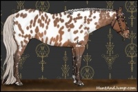 Horse Color:Silver Bay Roan Near Leopard 