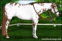 Horse Color:Chestnut Frame Appaloosa 