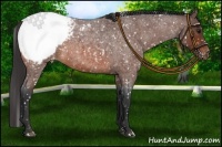 Horse Color:Bay Roan Snowcap 