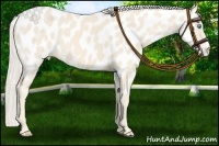 Horse Color:Cremello Near Leopard 