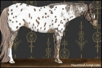 Horse Color:Chocolate Palomino Appaloosa