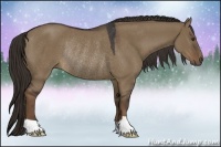 Horse Color:Liver Red Dun Rabicano 