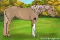 Horse Color:Palomino 