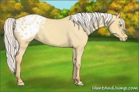 Horse Color:Silver Classic Cream Champagne Dun Appaloosa 