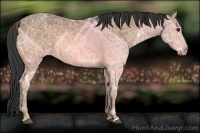 Horse Color:Buckskin Ice 