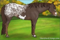 Horse Color:Liver Chestnut Ice Frame 
