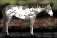 Horse Color:Liver Chestnut Ice Frame 