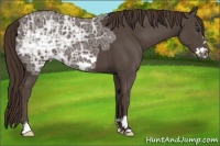 Horse Color:Liver Chestnut Ice Frame