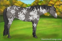 Horse Color:Black Ice 