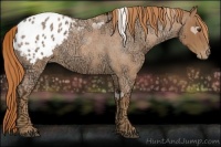 Horse Color:Red Ice Roan Appaloosa 