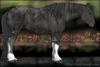 Horse Color:Black Ice Tobiano