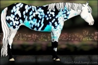 Horse Color:Cremello Ice Dun Tobiano Appaloosa