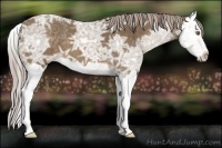 Horse Color:Chocolate Palomino Ice Splash 