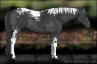 Horse Color:Black Tobiano Rabicano