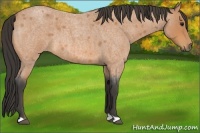 Horse Color:Buckskin Roan 