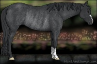 Horse Color:Black Rabicano 
