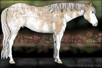 Horse Color:Silver Bay Ice Splash 
