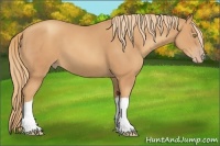 Horse Color:Gold Champagne
