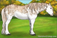 Horse Color:Red Dun Splash  and Gold Champagne Dun Splash 