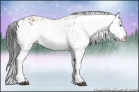Horse Color:White Spotted Bay Splash Rabicano