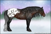 Horse Color:Brown Ice Sabino Appaloosa
