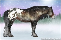 Horse Color:Brown Ice Onyx Sabino Appaloosa