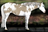Horse Color:White Spotted Silver Smoky Grullo Splash