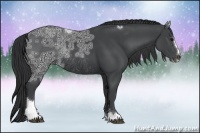 Horse Color:Black Ice Sabino Rabicano 