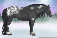 Horse Color:Black Ice Sabino Rabicano 