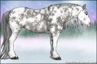 Horse Color:Grullo Sabino Rabicano 