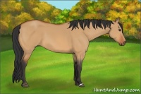 Horse Color:Bay Dun