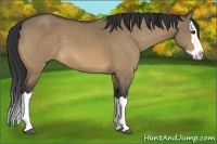 Horse Color:Buckskin Dun Splash