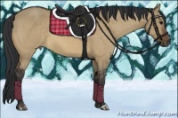 Horse Color:Bay Dun 