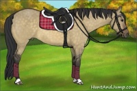 Horse Color:Buckskin Dun
