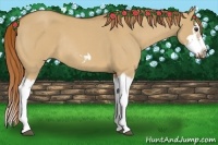 Horse Color:Red Dun Roan Splash Frame Rabicano 