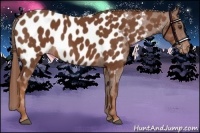 Horse Color:Chestnut Appaloosa 