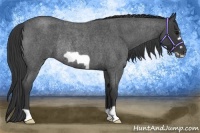 Horse Color:Blue Roan Frame Rabicano 