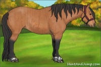 Horse Color:Bay  and Bay Rabicano 
