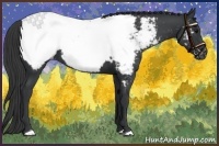 Horse Color:Black Appaloosa