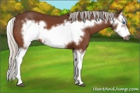 Horse Color:Silver Bay Splash Frame