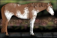 Horse Color:White Spotted Chestnut 