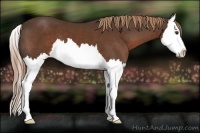 Horse Color:Liver Chestnut Splash 
