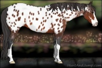 Horse Color:Brown Sabino Appaloosa 