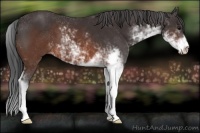 Horse Color:Brown Sabino 