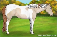 Horse Color:Buckskin Pearl Tobiano