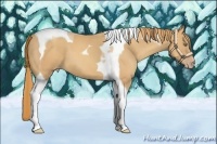 Horse Color:Gold Champagne Tobiano