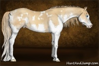 Horse Color:White Spotted Gold Champagne Splash 