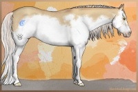 Horse Color:Silver Classic Champagne Dun Splash Frame 